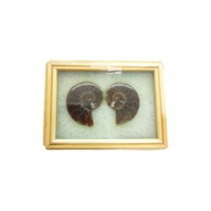 Ammonite Pair in Box