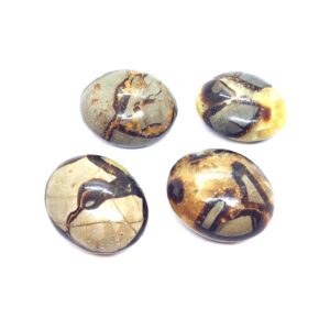 Septarian Palm Stone