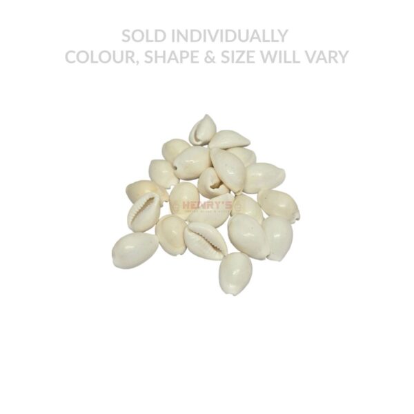 Cowrie Shell White