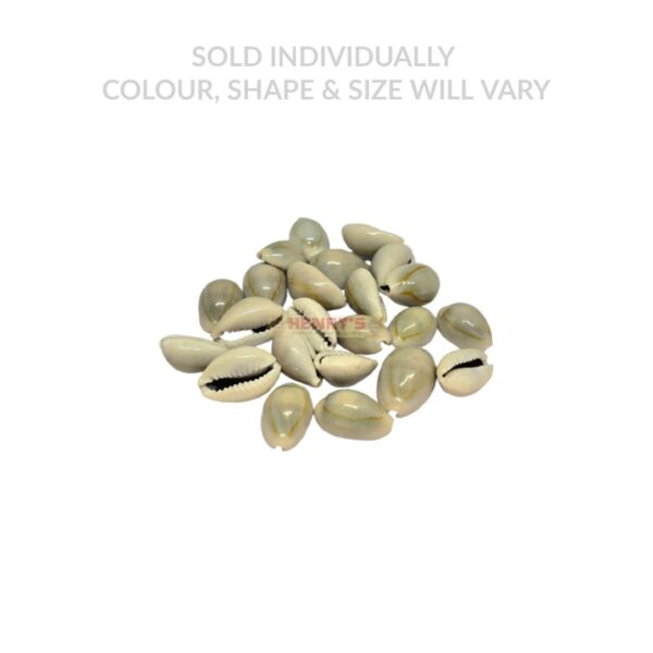 Cowrie Shell (AA Grade)